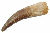 Fossil Plesiosaur (Zarafasaura) Tooth - Morocco #370247-1